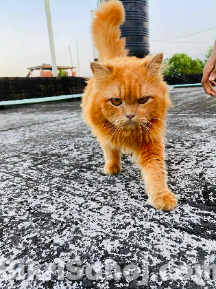 Persian cat